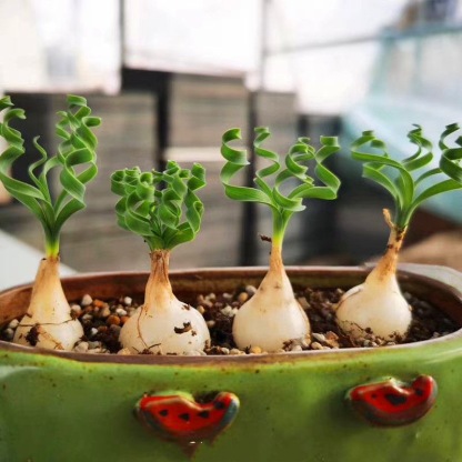 2-4cm Albuca namaquensis