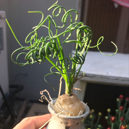 2-4cm Albuca namaquensis