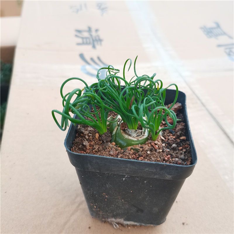 2-4cm Albuca namaquensis