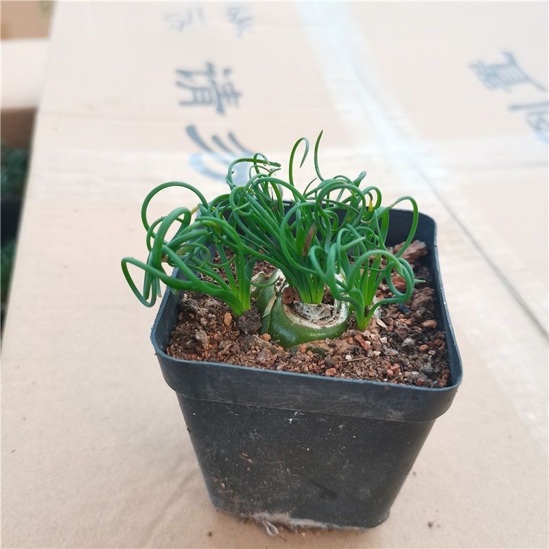 2-4cm Albuca namaquensis