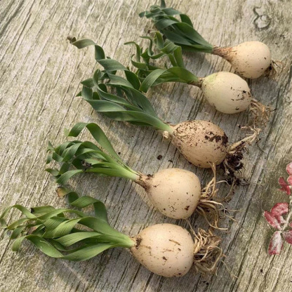2-4cm Albuca namaquensis