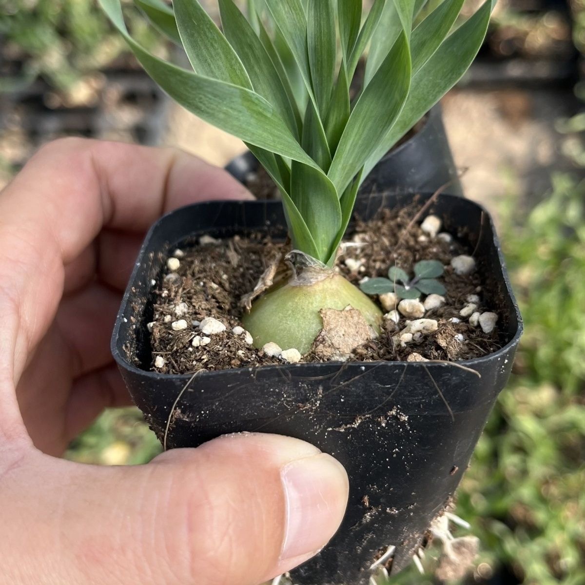 2-4cm Albuca namaquensis