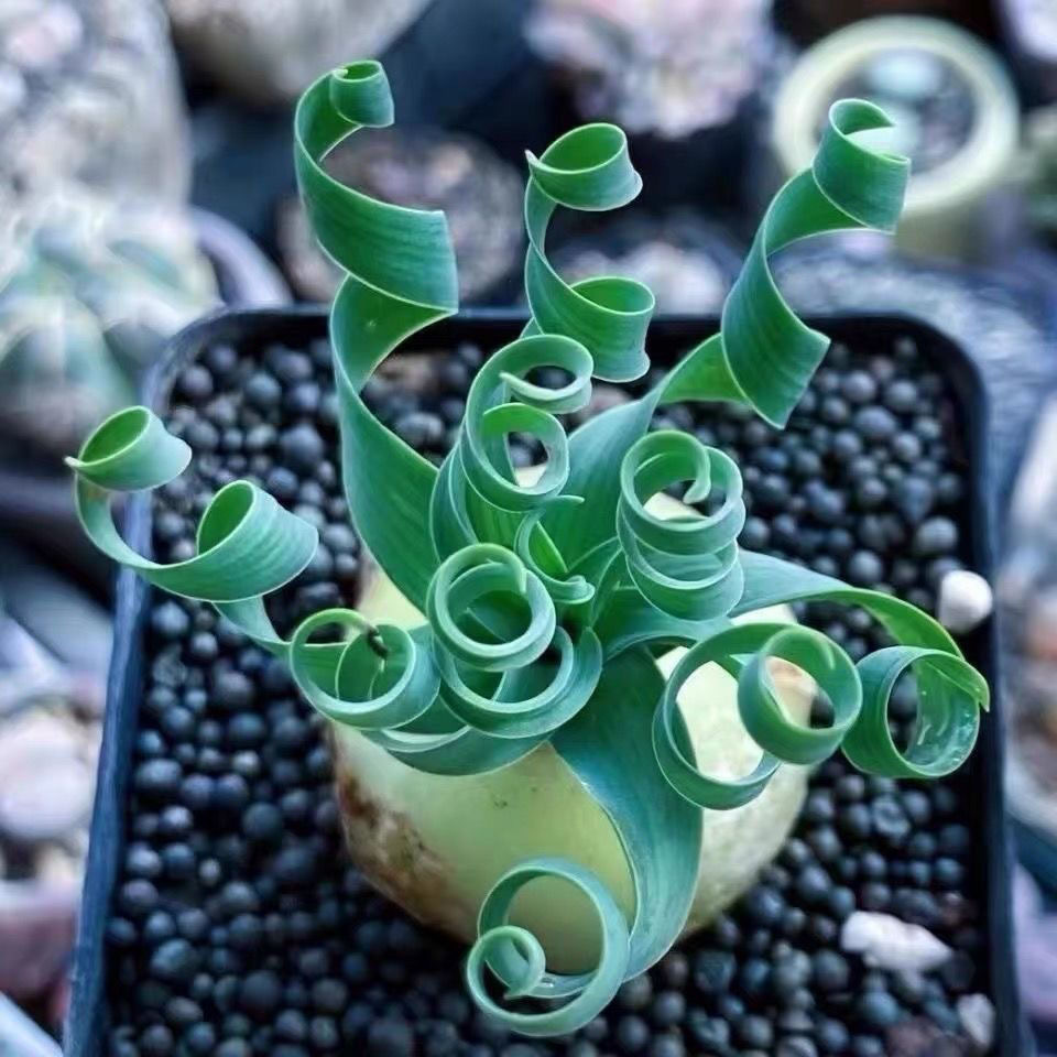 2-4cm Albuca namaquensis