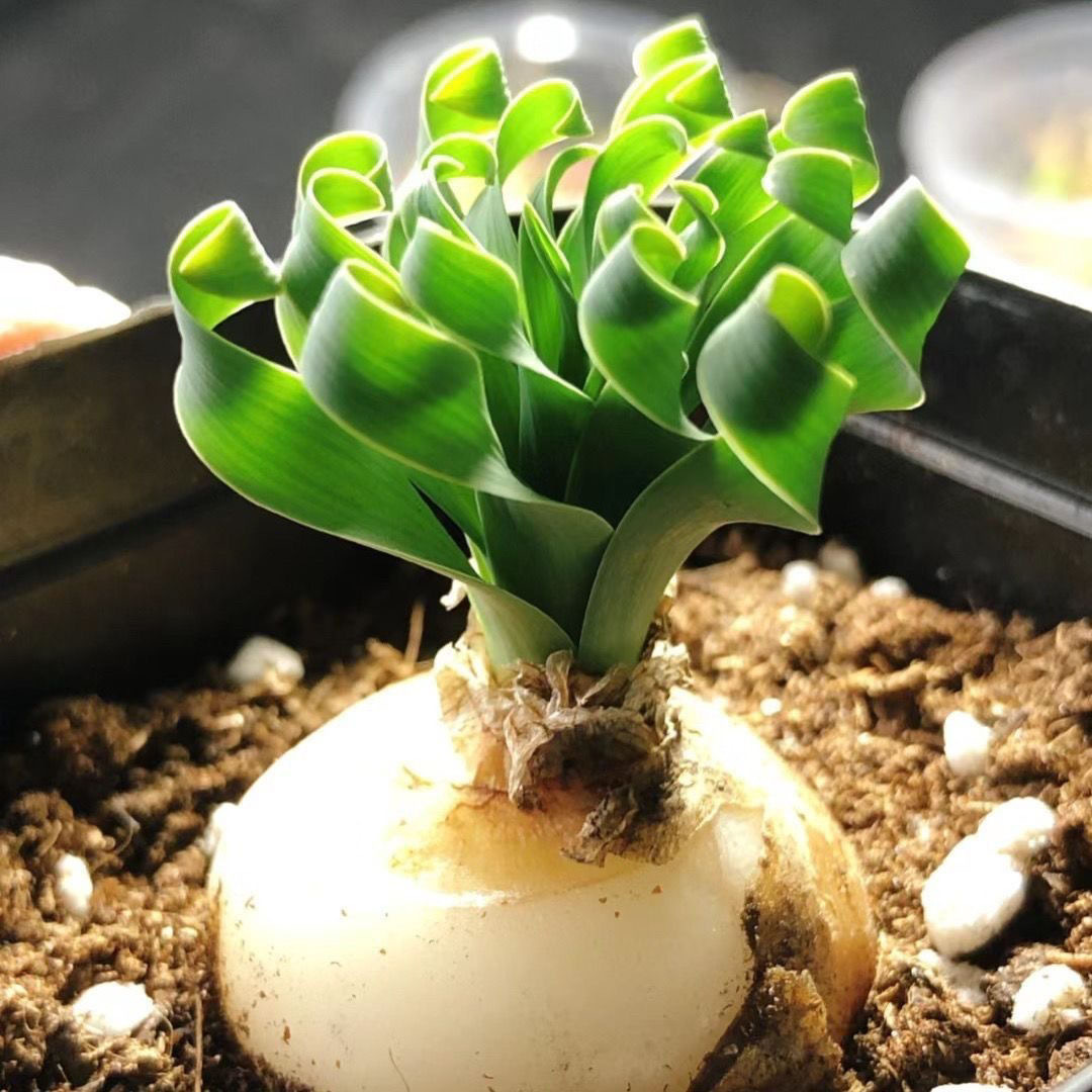 2-4cm Albuca namaquensis