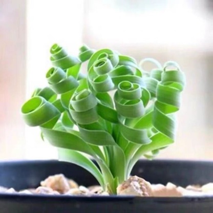 2-4cm Albuca namaquensis