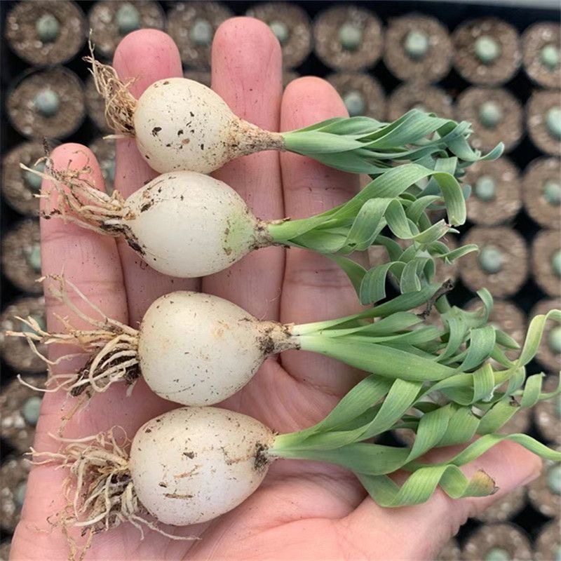 2-4cm Albuca namaquensis