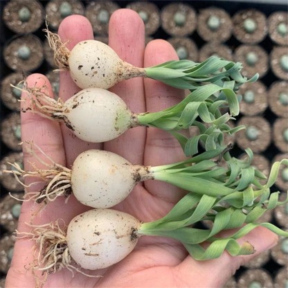 2-4cm Albuca namaquensis