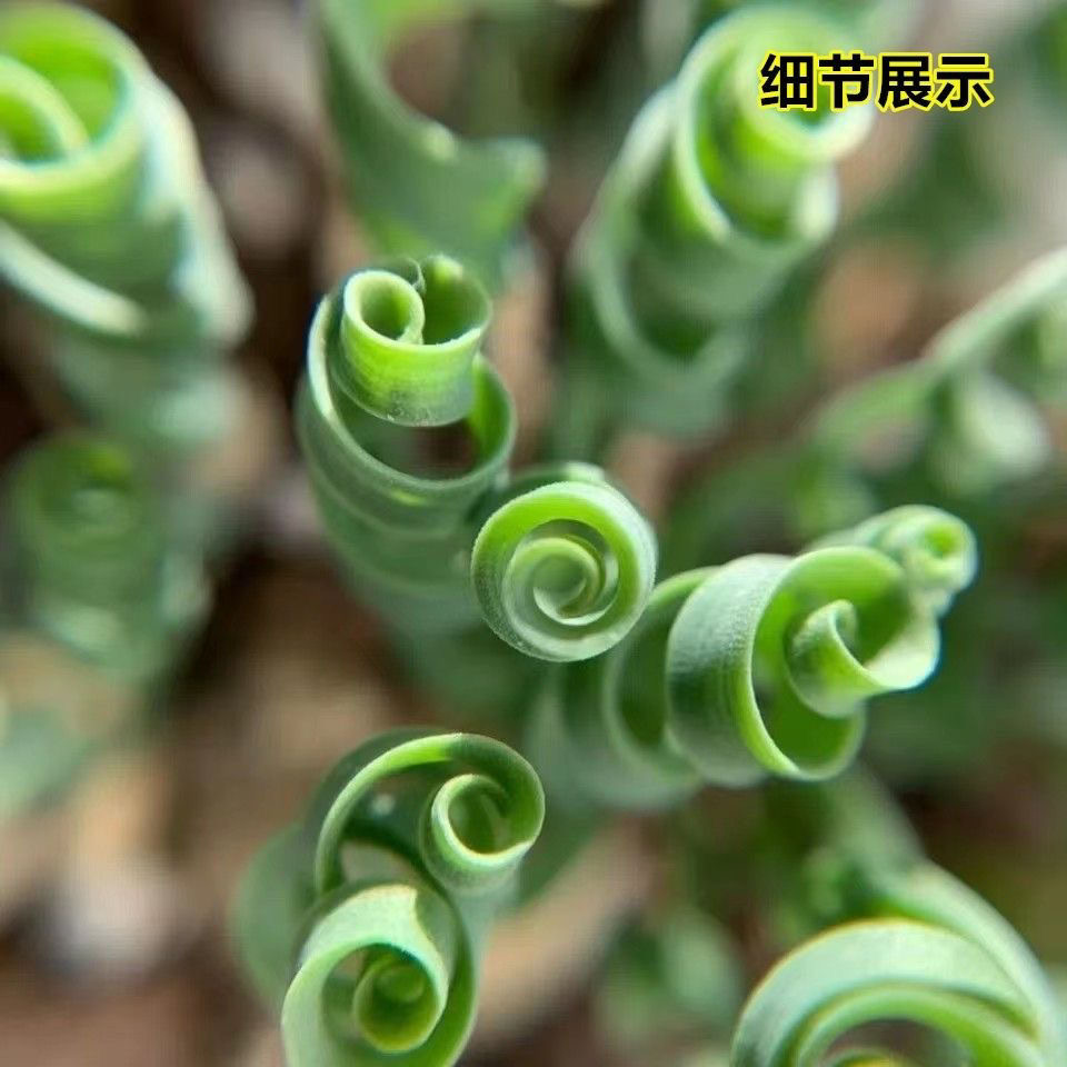 2-4cm Albuca namaquensis