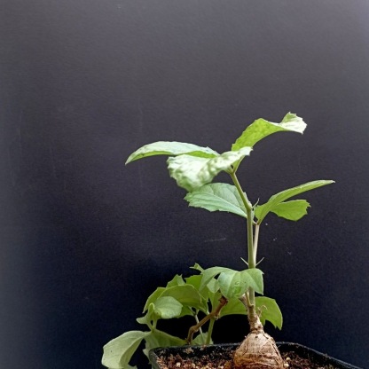 2-3cm Cyphostemma sp Ngare Mara