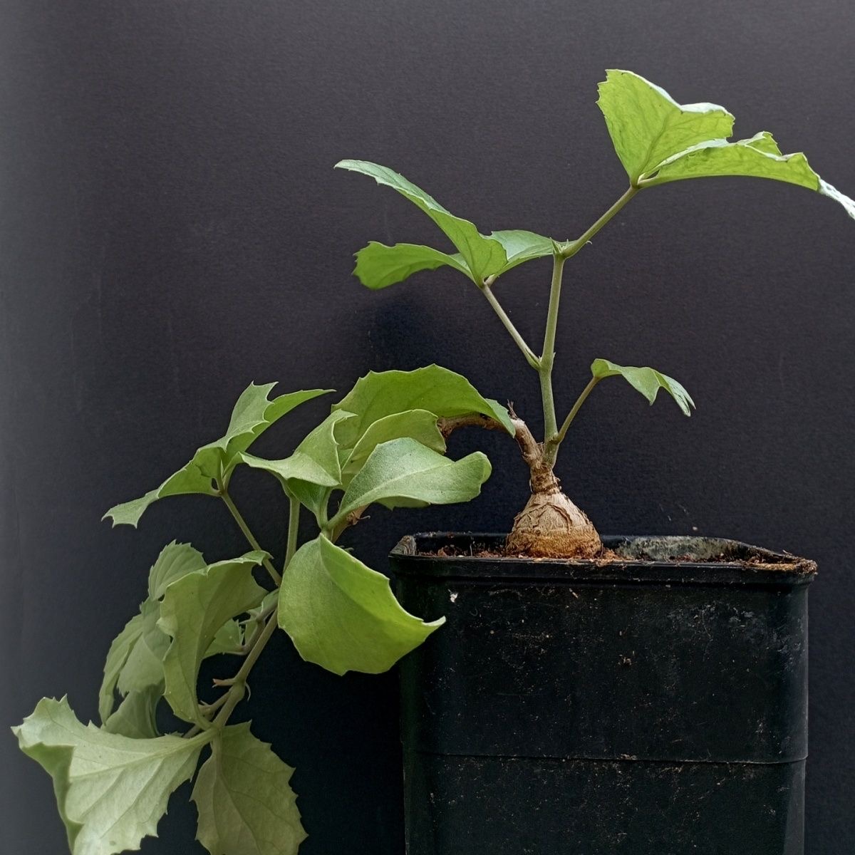 2-3cm Cyphostemma sp Ngare Mara