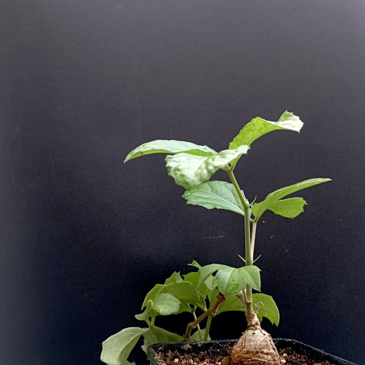 2-3cm Cyphostemma sp Ngare Mara