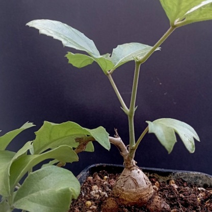 2-3cm Cyphostemma sp Ngare Mara