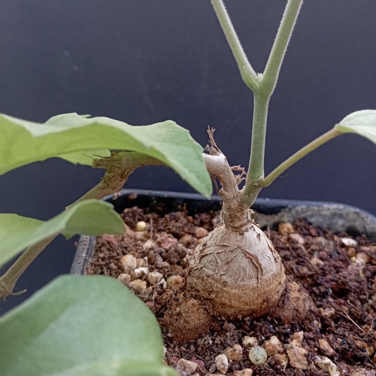 2-3cm Cyphostemma sp Ngare Mara