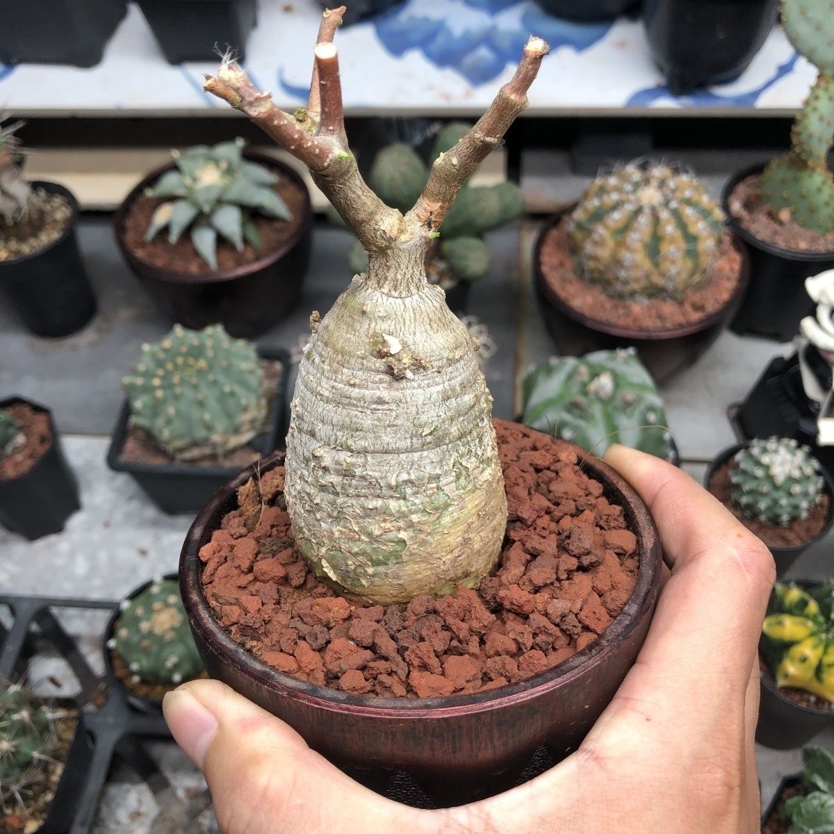 2-4cm Fockea multiflora