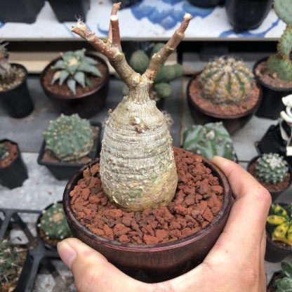 2-4cm Fockea multiflora