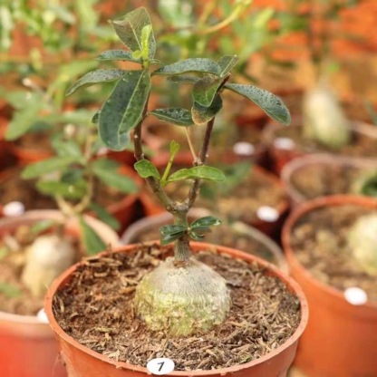 2-4cm Fockea multiflora