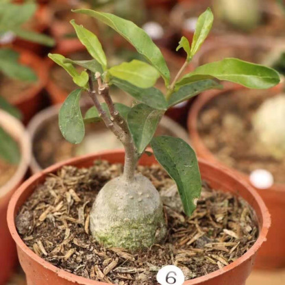 2-4cm Fockea multiflora