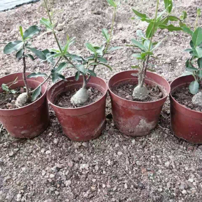 2-4cm Fockea multiflora