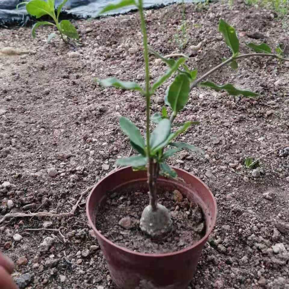 2-4cm Fockea multiflora