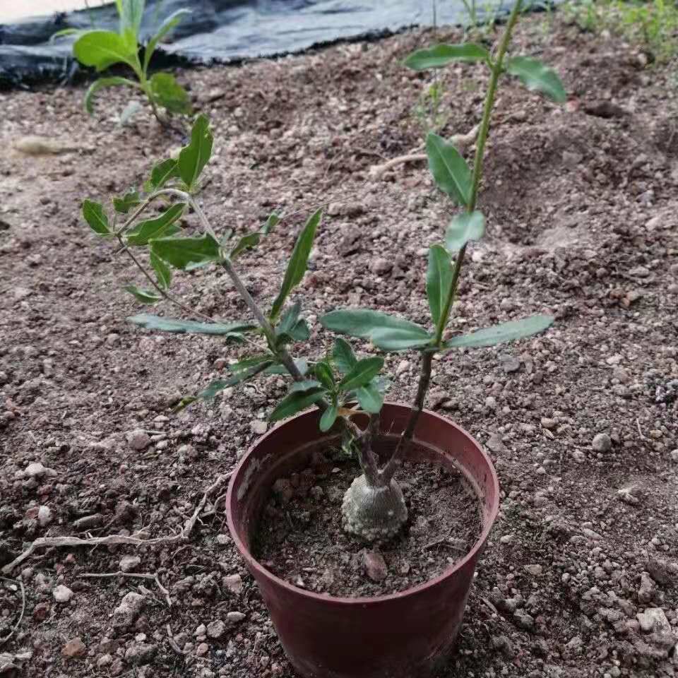 2-4cm Fockea multiflora