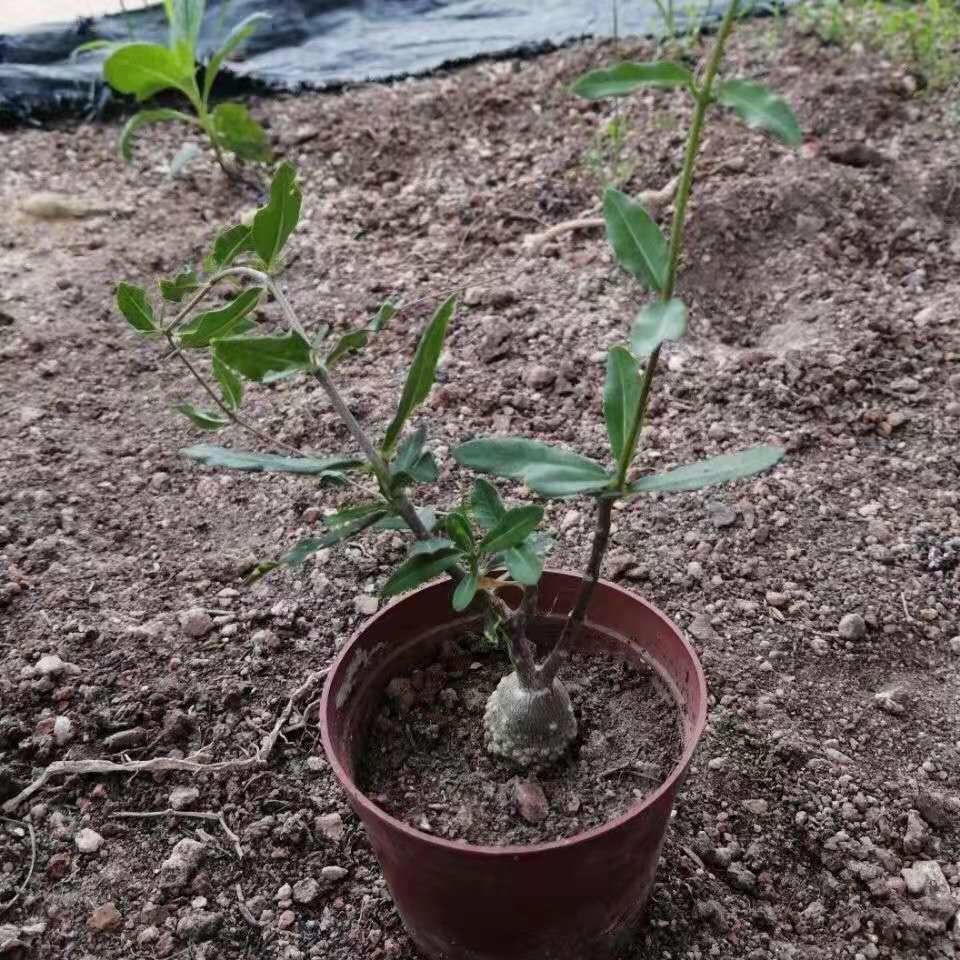 2-4cm Fockea multiflora