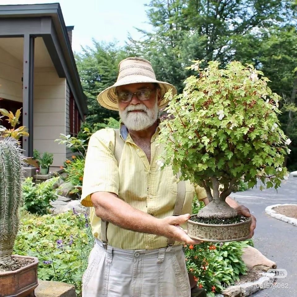3.5-4.5cm Begonia dregei