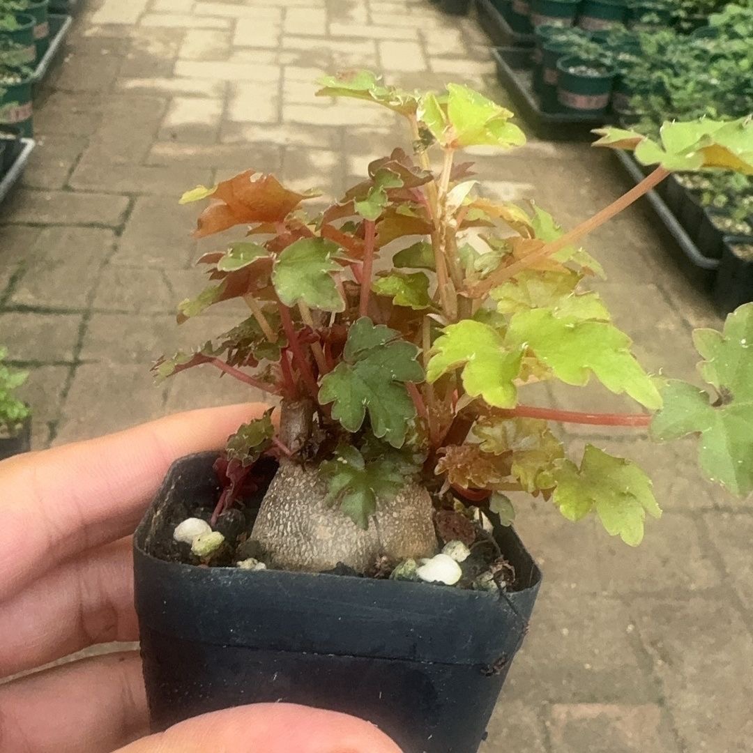 3.5-4.5cm Begonia dregei