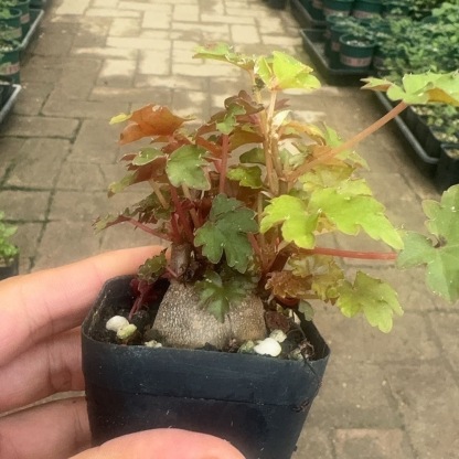 3.5-4.5cm Begonia dregei