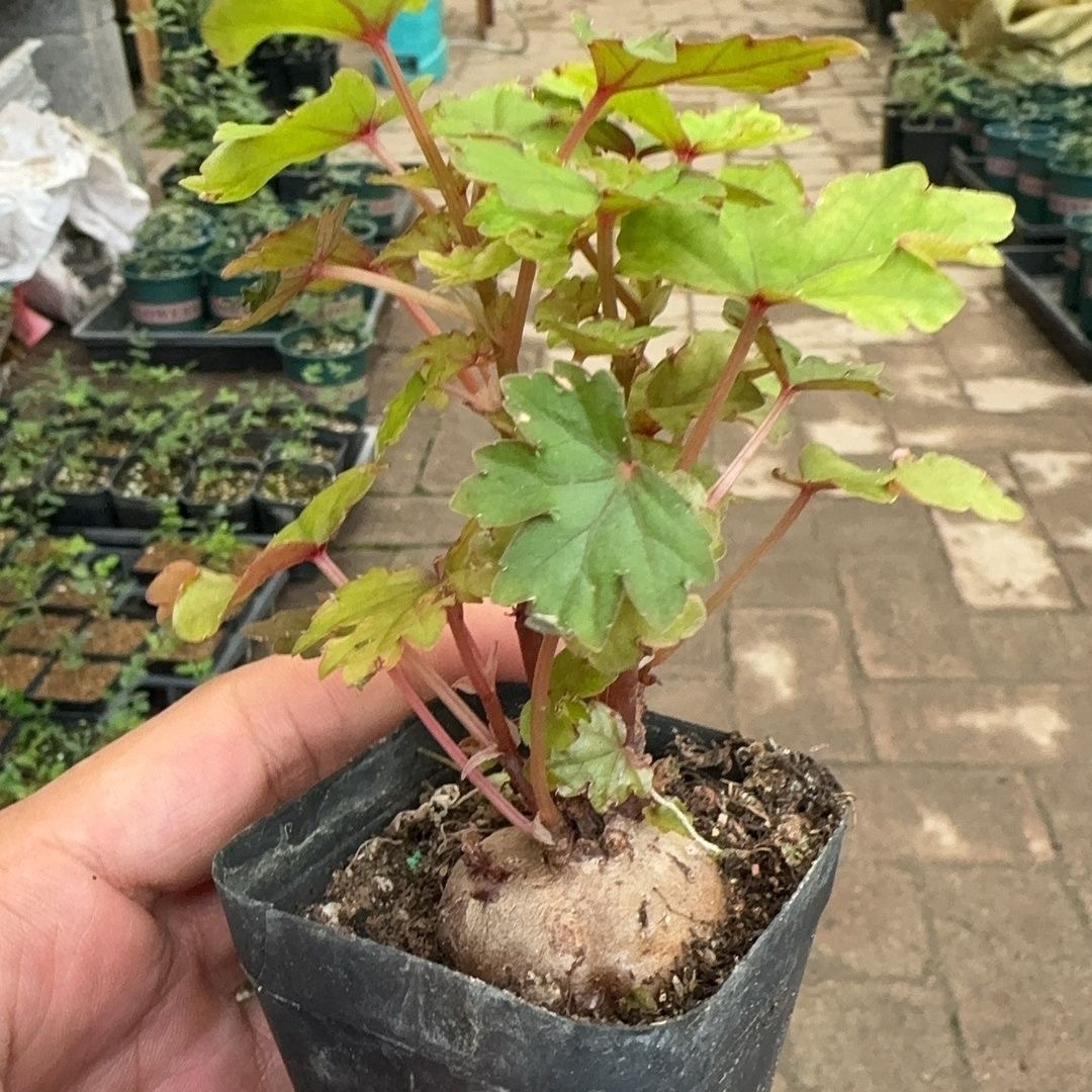 3.5-4.5cm Begonia dregei