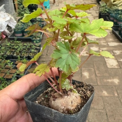 3.5-4.5cm Begonia dregei