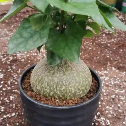 6-8cm Gerrardanthus macrorhizus