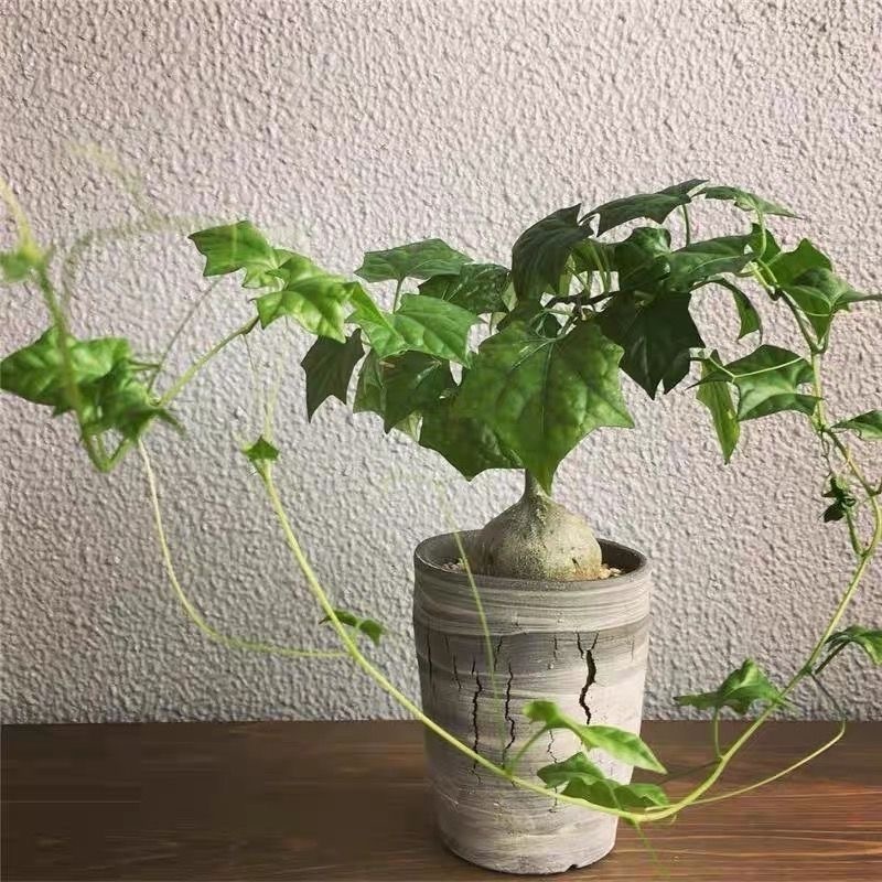 6-8cm Gerrardanthus macrorhizus