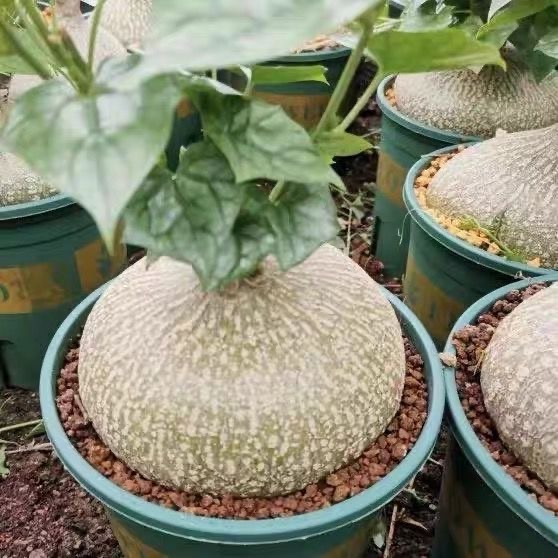 6-8cm Gerrardanthus macrorhizus