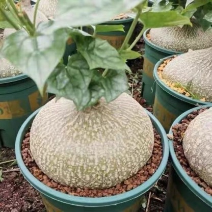 6-8cm Gerrardanthus macrorhizus