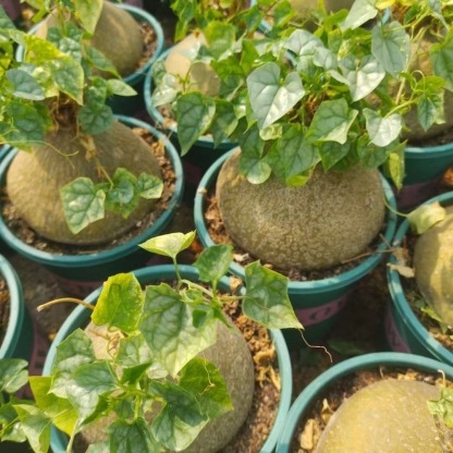 6-8cm Gerrardanthus macrorhizus