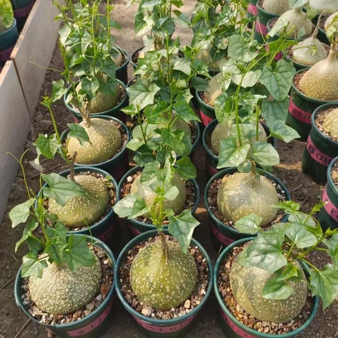 6-8cm Gerrardanthus macrorhizus