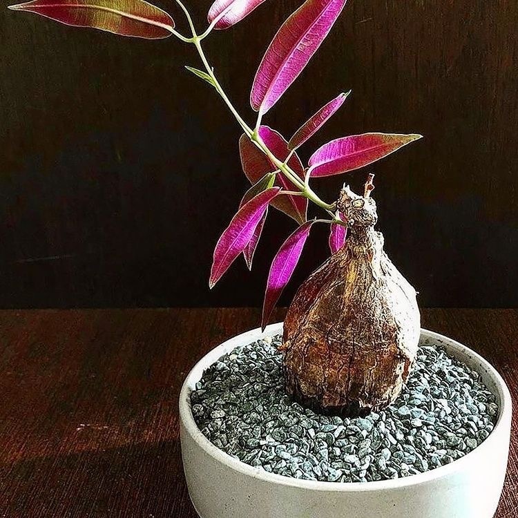 2-4出，Petopentia natalensis