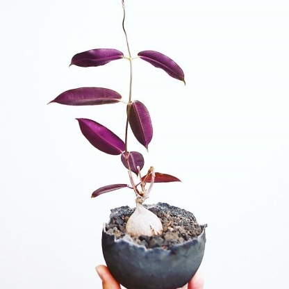 2-4出，Petopentia natalensis