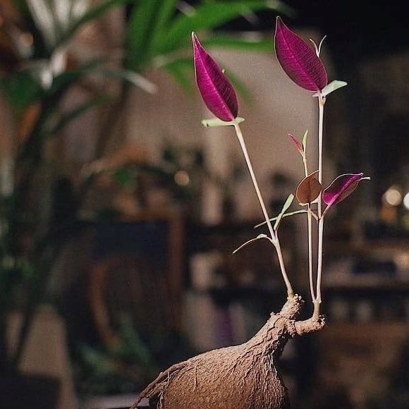 2-4出，Petopentia natalensis