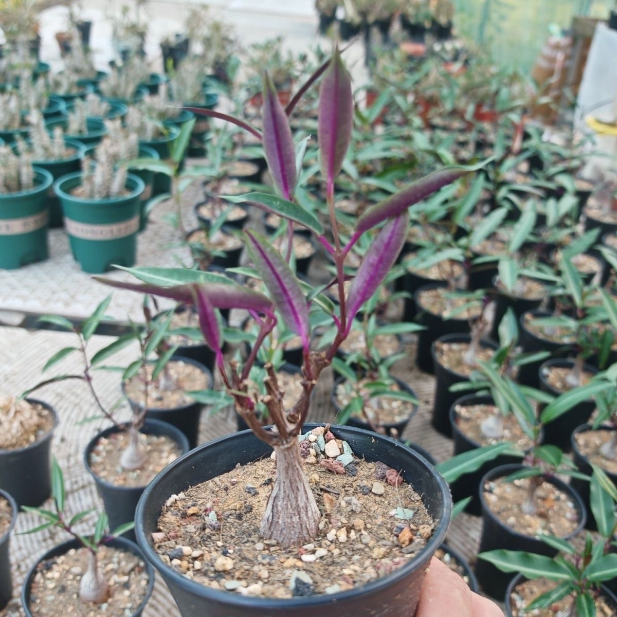 2-4出，Petopentia natalensis