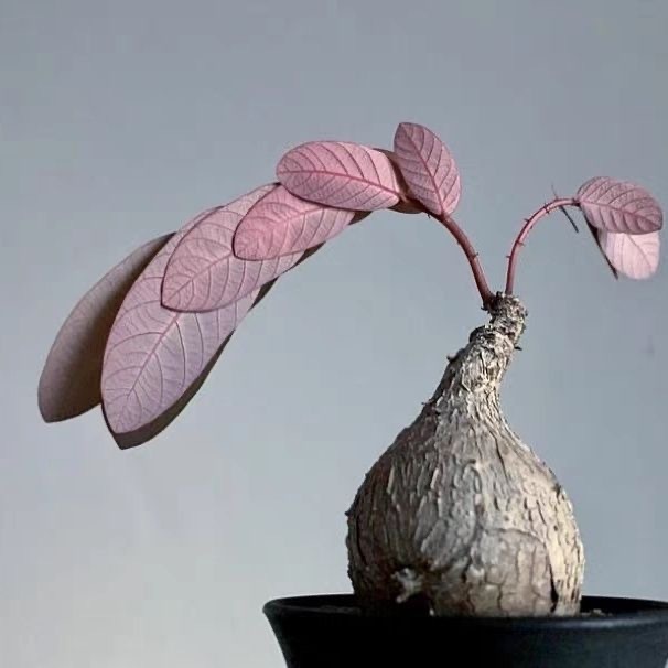 2-4出，Petopentia natalensis