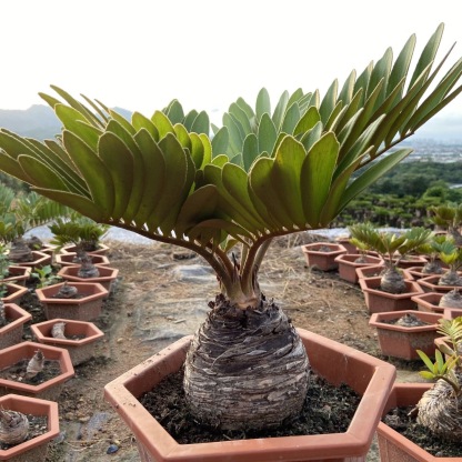 6-10cm Zamia furfuracea 