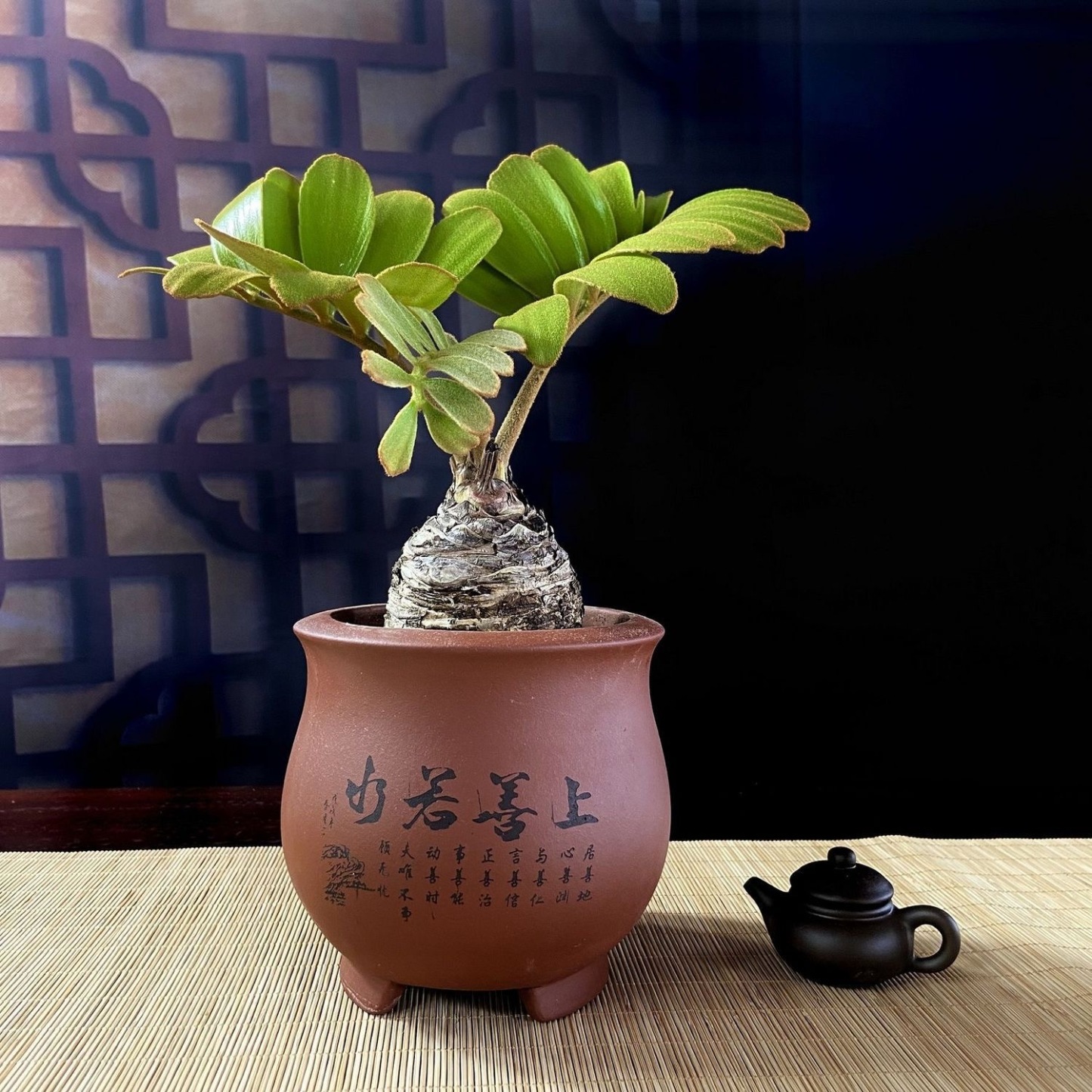 6-10cm Zamia furfuracea 