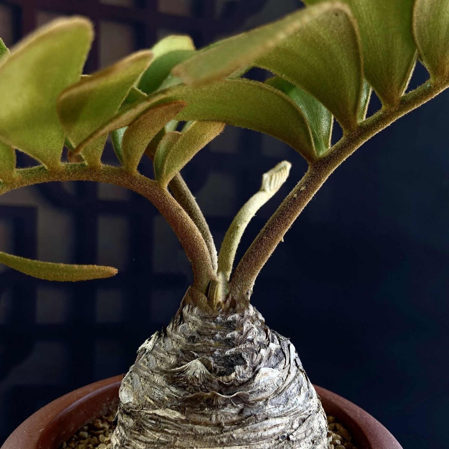 6-10cm Zamia furfuracea 