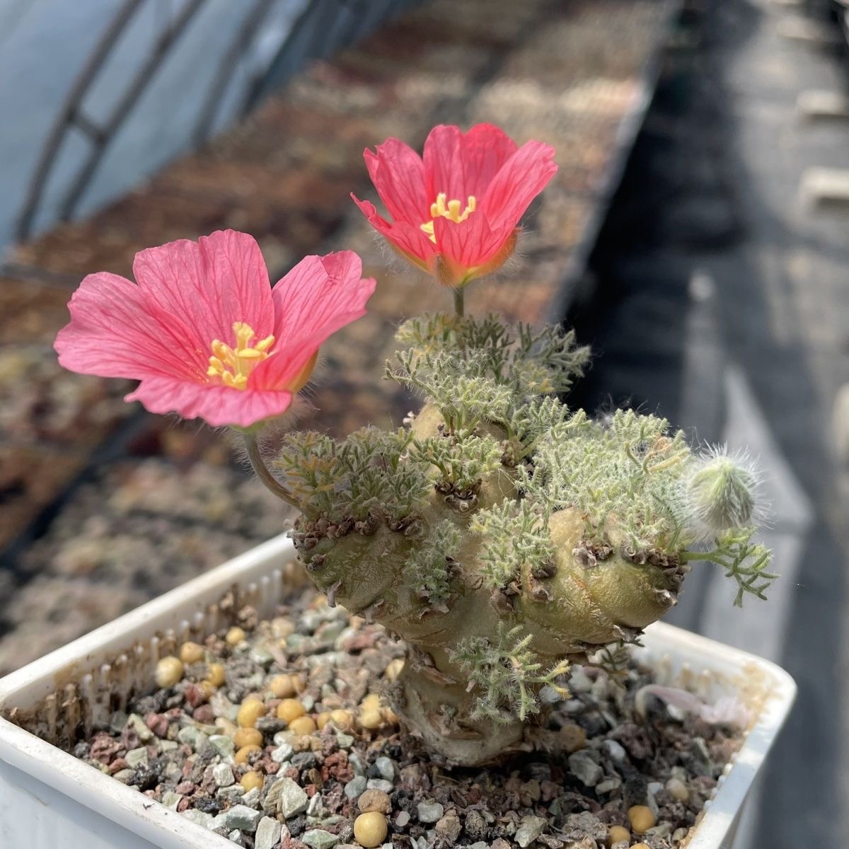 1.5-6cm Monsonia peniculina