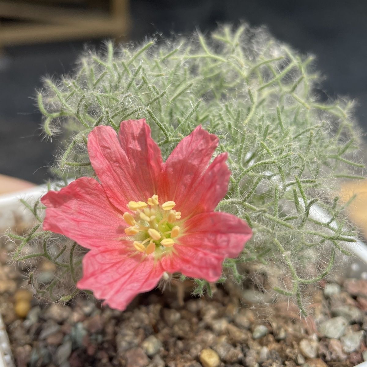 1.5-6cm Monsonia peniculina