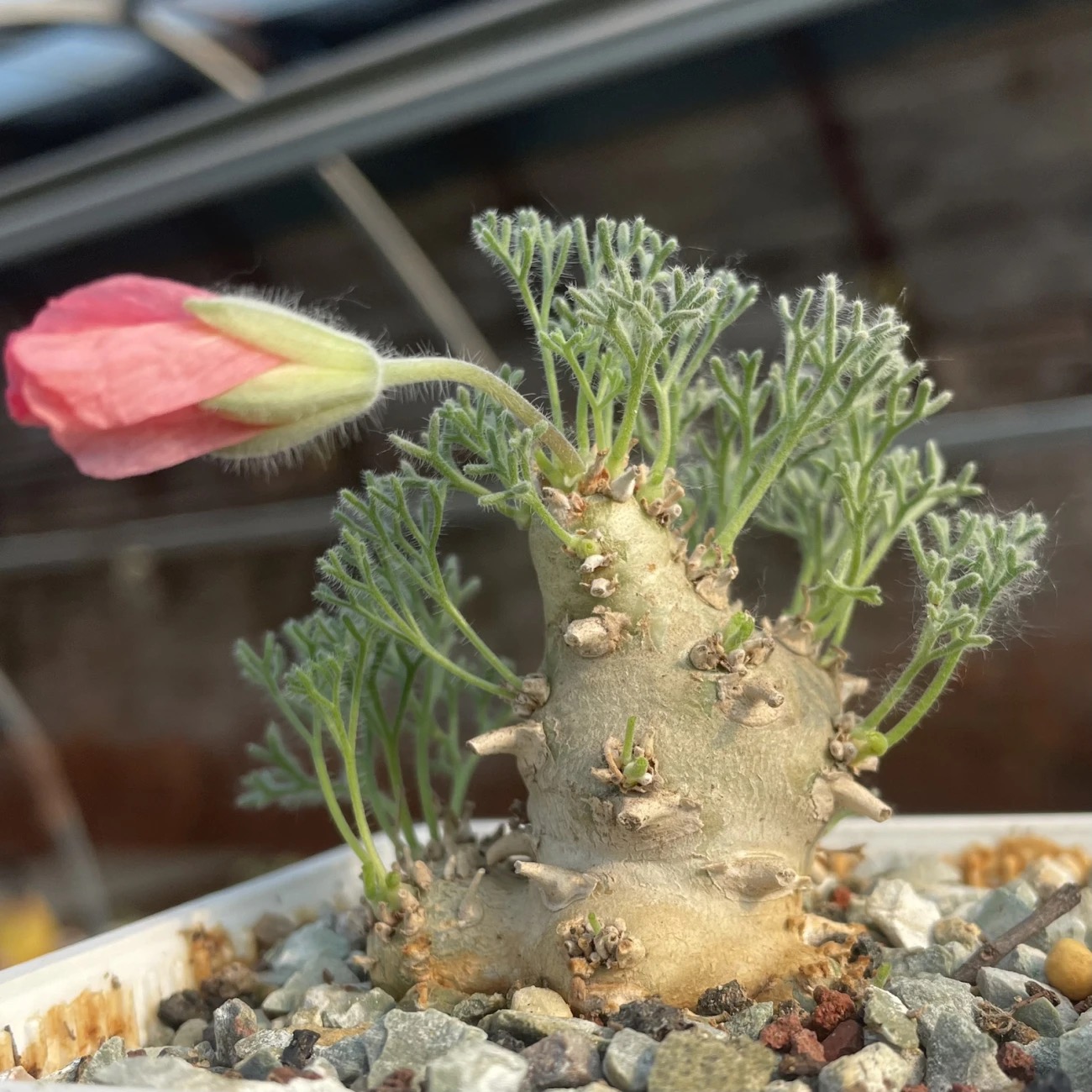 1.5-6cm Monsonia peniculina