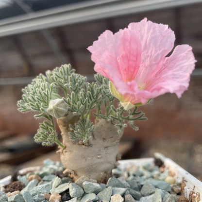 1.5-6cm Monsonia peniculina