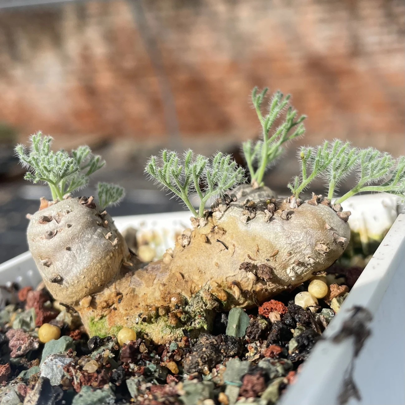 1.5-6cm Monsonia peniculina