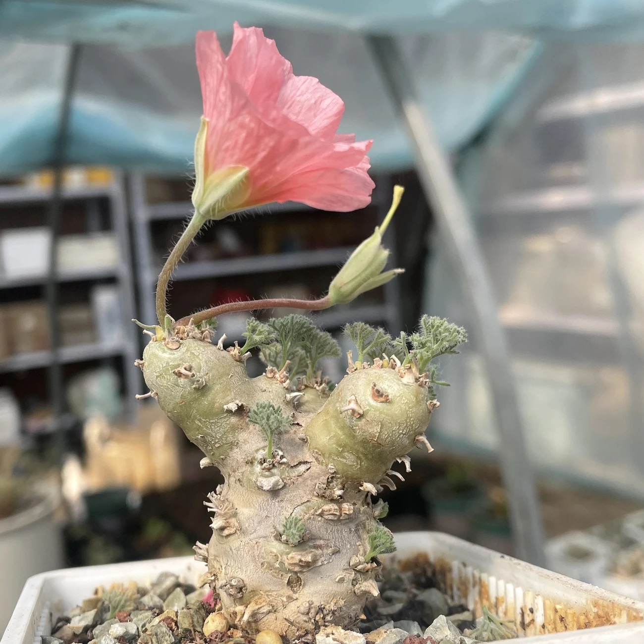 1.5-6cm Monsonia peniculina